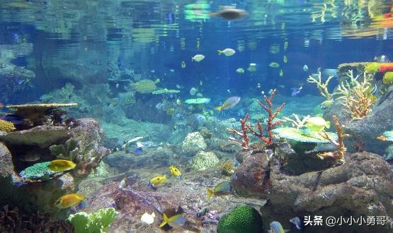 新手养鱼降温技巧图解,新手养鱼注意事项及做法