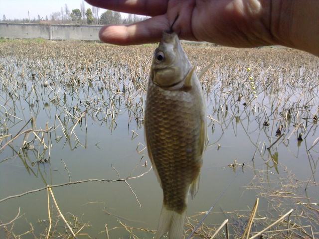 七星漂朝天钩冬钓,朝天钩冬钓鲫鱼用几号线合适