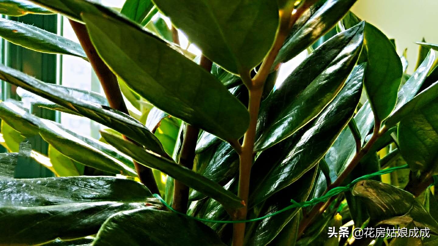 金钱树不长新芽偏方,金钱树枝叶不粗壮怎么办
