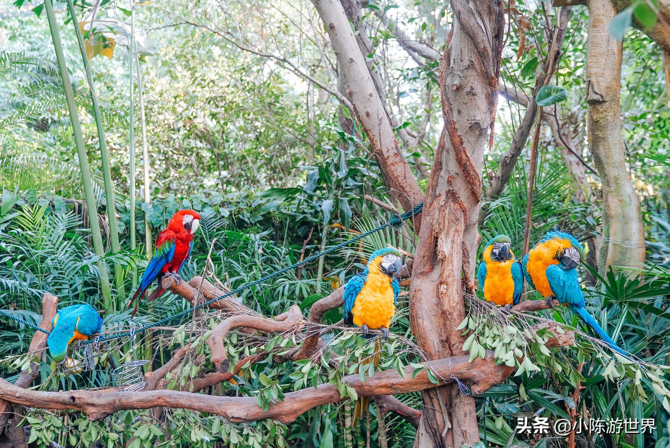 寒假广州长隆三天两夜亲子游攻略,带孩子广州长隆旅游攻略