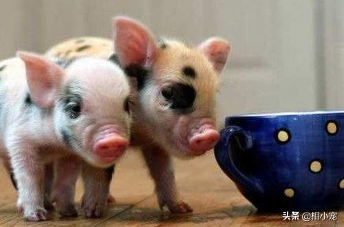 茶杯犬萌宠图片大全,茶杯犬排行榜