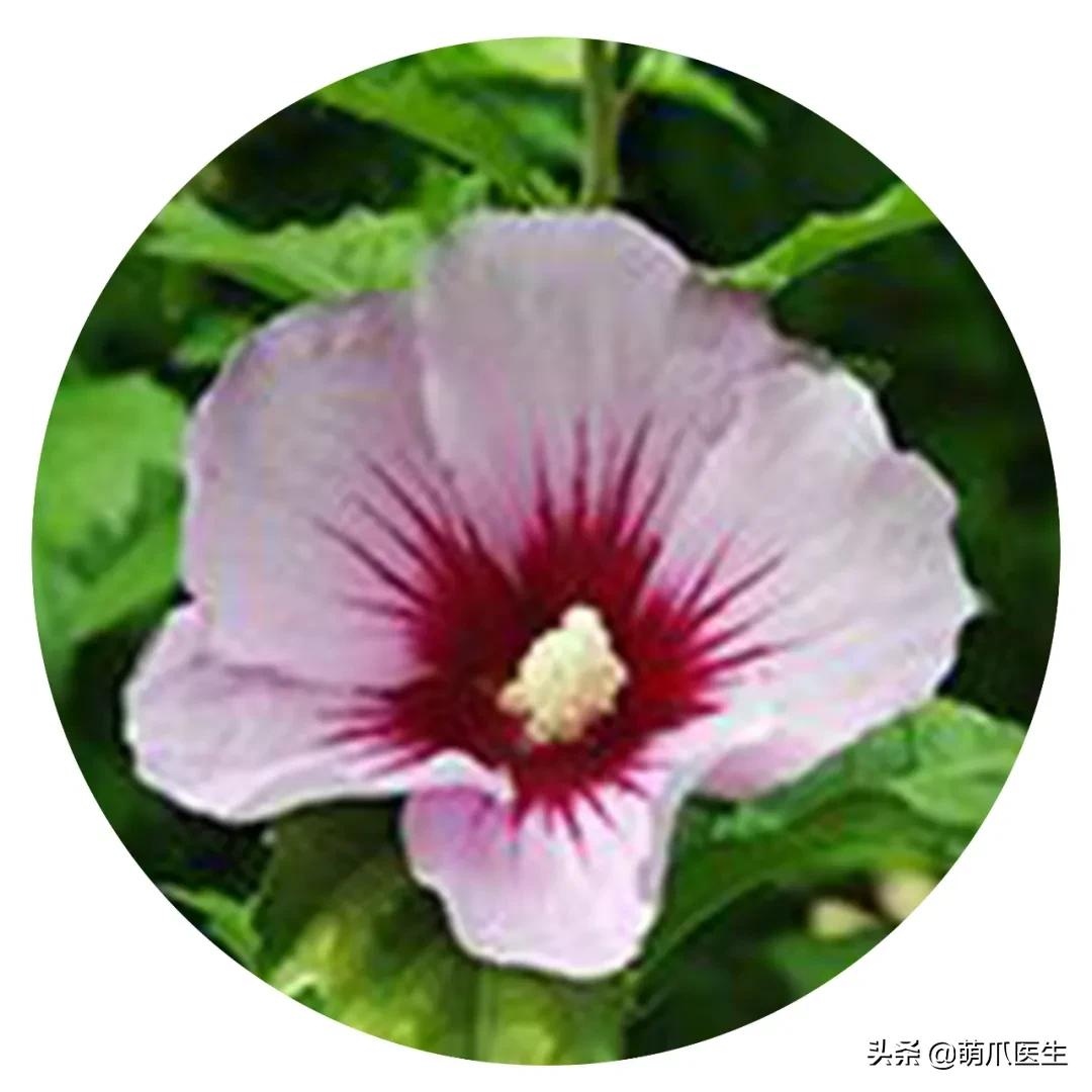 养了猫还可以养兔子吗,养了猫还适合养鹦鹉吗