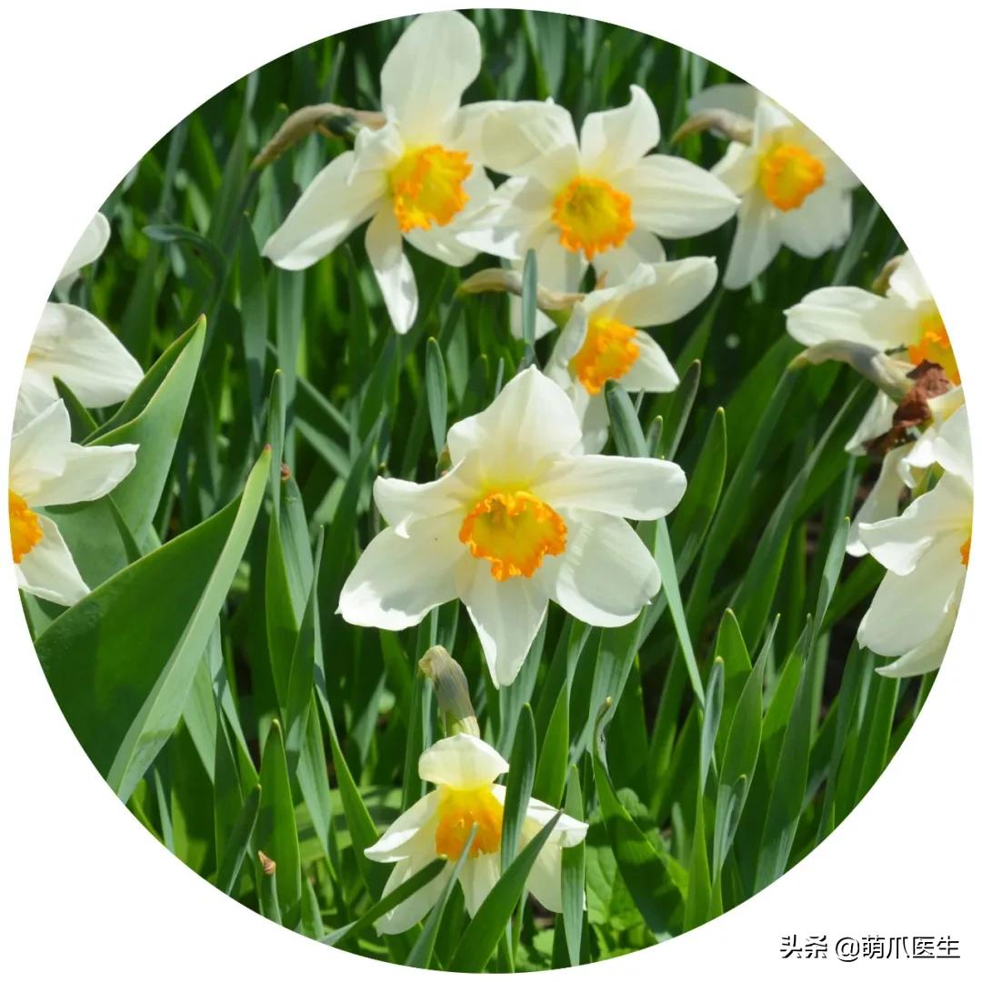 铲屎官们请注意！这些花草不能养，严重可致猫命