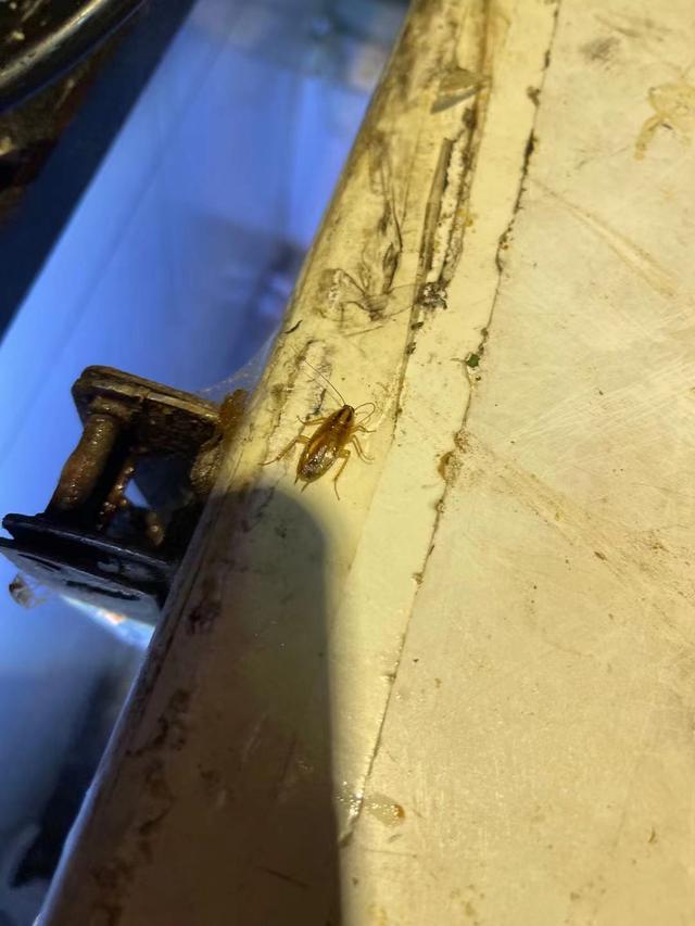 餐厅后厨发现蟑螂怎么处罚,餐厅厨房蟑螂多怎么彻底清除