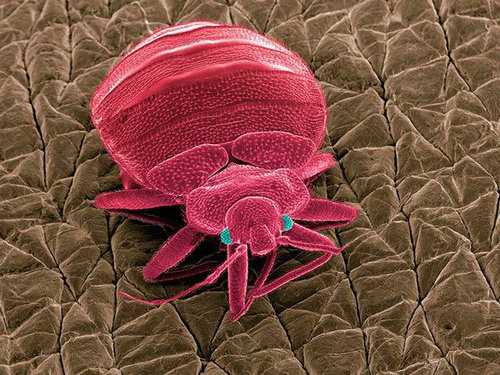 白色床虱是怎么滋生的,床虱最怕这3种东西