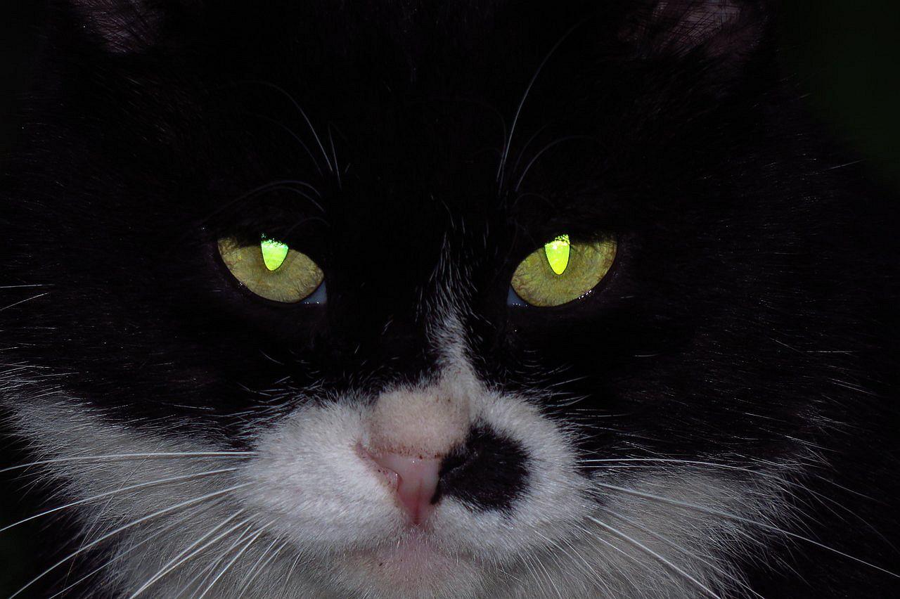 给猫拍照用闪光灯危害,给猫拍照会有什么后果