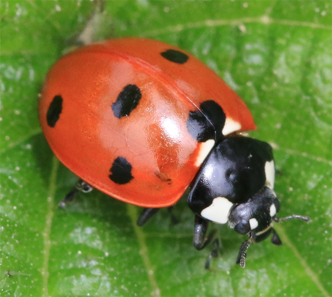 七星瓢虫成虫吃蚜虫,瓢虫幼虫吃蚜虫的过程