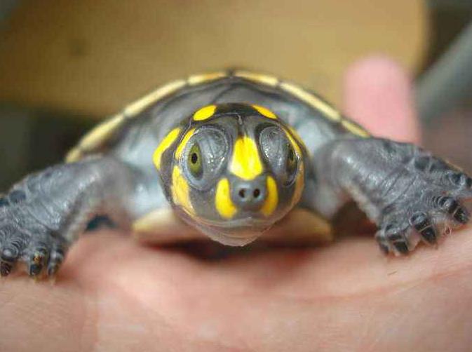 黄头侧颈龟在鱼缸怎么养，为什么老是养不活，鱼缸只适合养鱼吗？