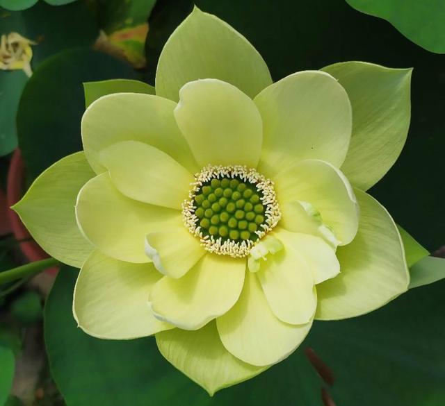 碗莲种植与养护教程,详解碗莲种植养护的方法完全篇