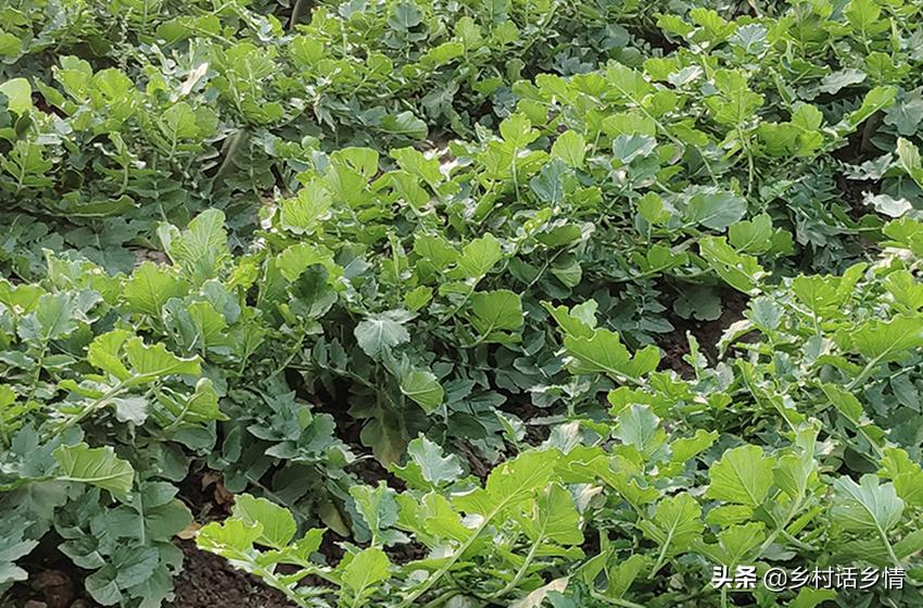 怎样种植萝卜才能使萝卜更大,怎样种大萝卜甜又脆