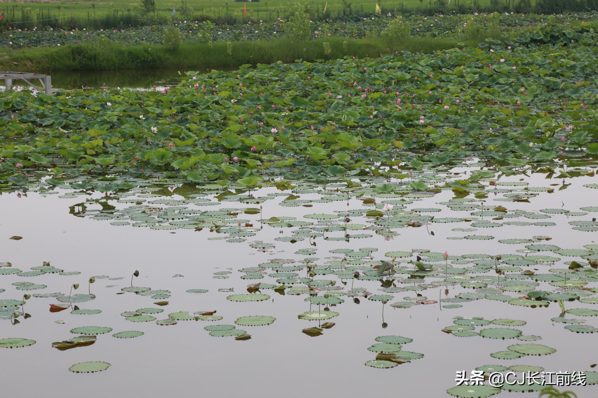淮滨谷堆杨湾最新消息,淮滨谷堆杨湾风景