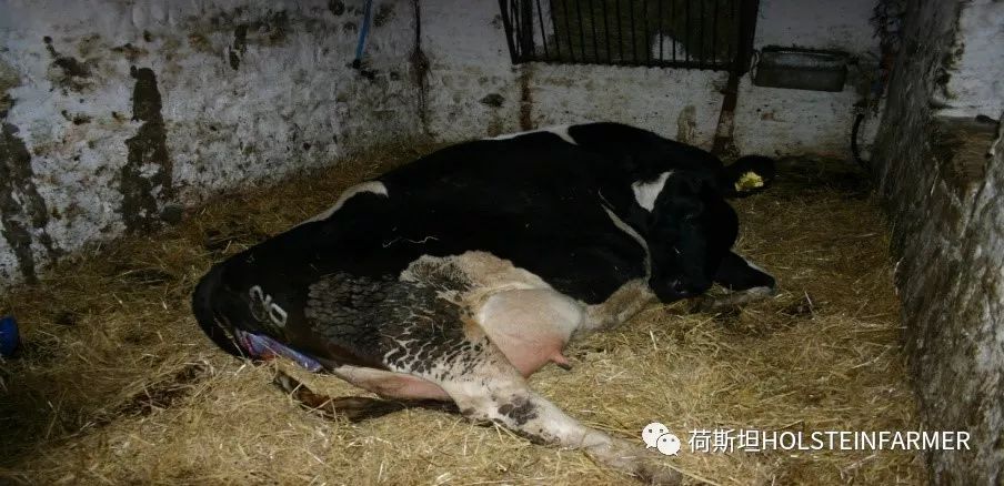 PeterEdmondson博士：乳房炎防控之干奶期管理