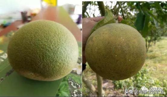 作物虫害识别大全图谱,果园物理防控虫害的方法