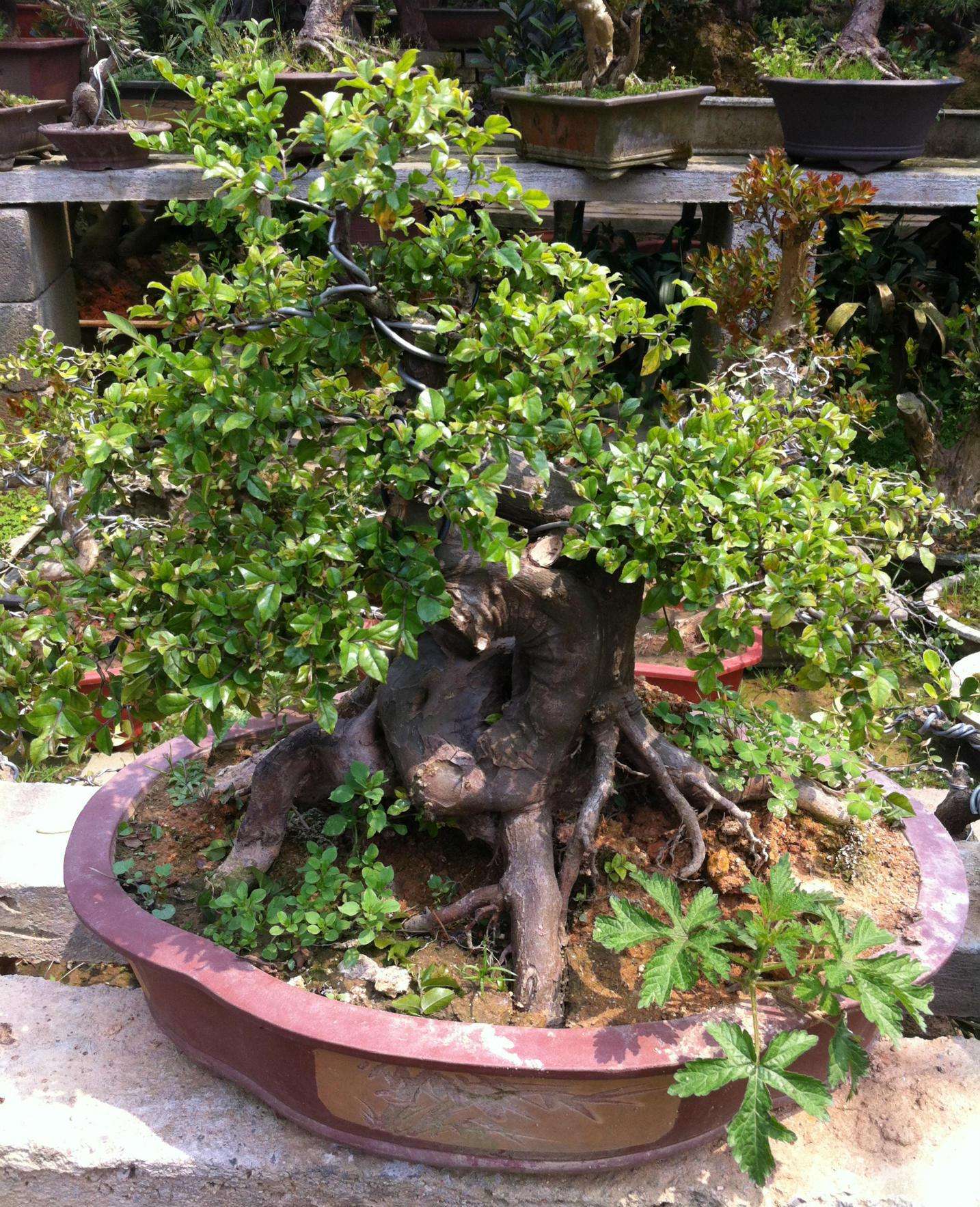 雀梅盆景养护的7大技巧方法,有关雀梅盆景养护知识