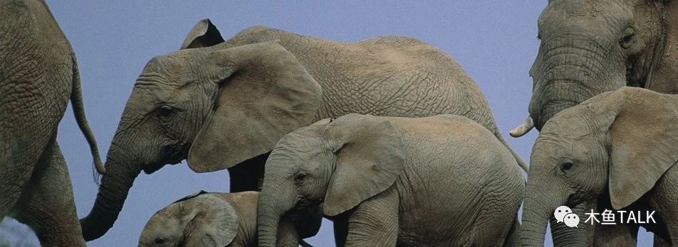 乘最奢华的火车，品不一样的非洲