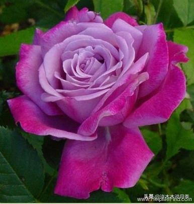 30种黄色月季,10种超美的蓝色月季