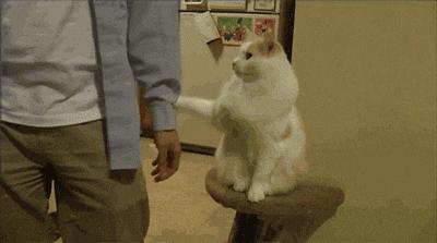 备孕期间养猫的危害,备孕期间养猫对胎儿有影响吗