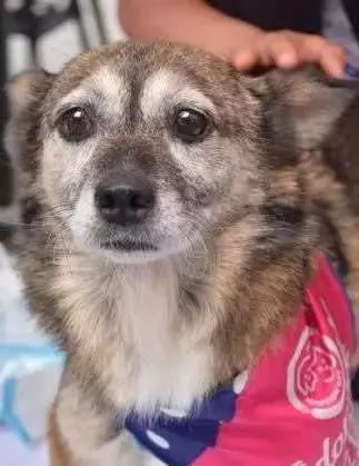 给它们一个家|线上宠物领养日,201903101