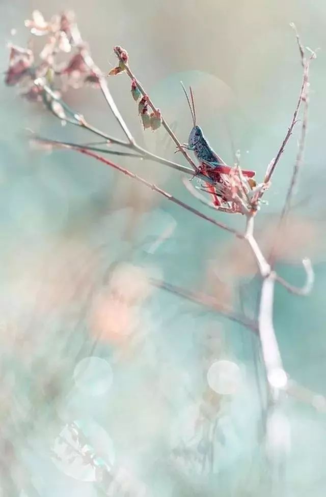 绝美花朵摄影佳作,波兰花朵摄影作品欣赏