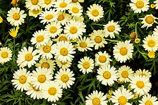 100种花语图解大全,100种象征着爱情的花的花语