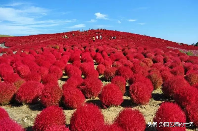 红色地肤草的种植方法,红地肤怎么养