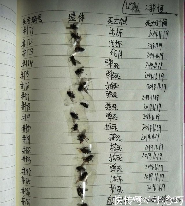 苍蝇图片搞笑动图,苍蝇幽默搞笑图片