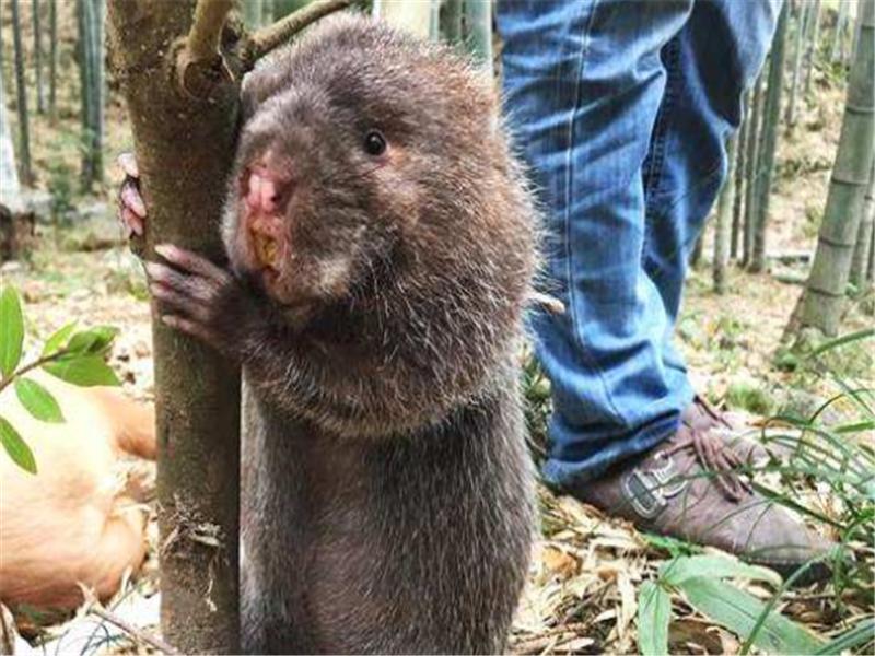 新手竹鼠养殖技术指南,养竹鼠的技术和养殖方法