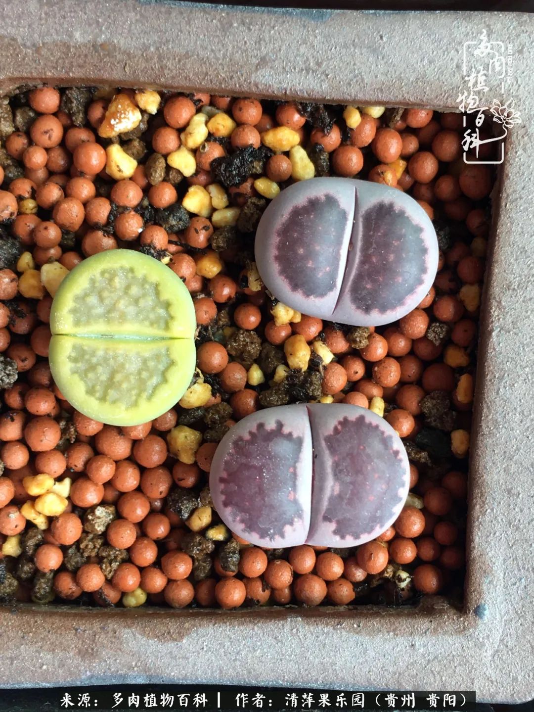 生石花庭院,晶莹剔透的生石花