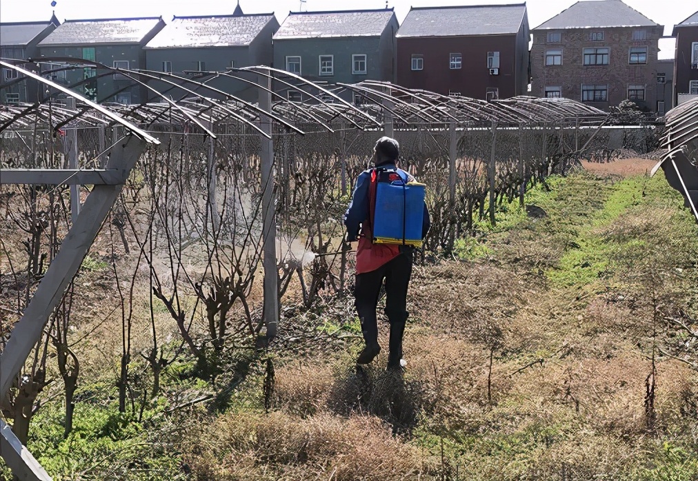 冬虫夏草500g正宗价格,2023年冬虫夏草新鲜价格表