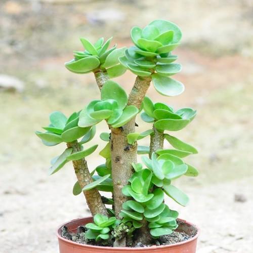 搬家买什么花草吉利,搬家入宅适合买什么花