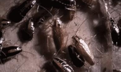 怎么样灭蟑螂最好用的方法,家庭灭蟑螂最好方法十招简单有效