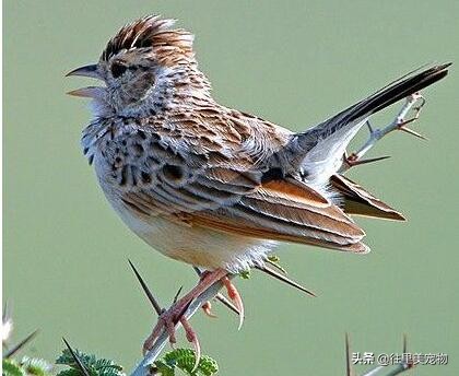 百灵鸟换毛最快的方法,百灵鸟如何换羽