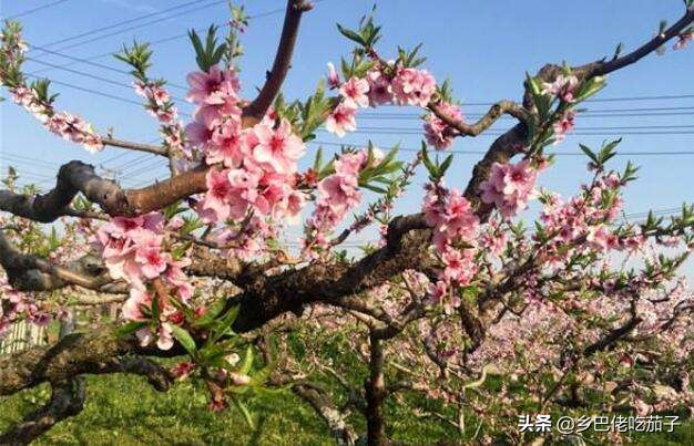 种桃关键在修剪，知道不同年份的怎么剪，让桃园丰产又丰收