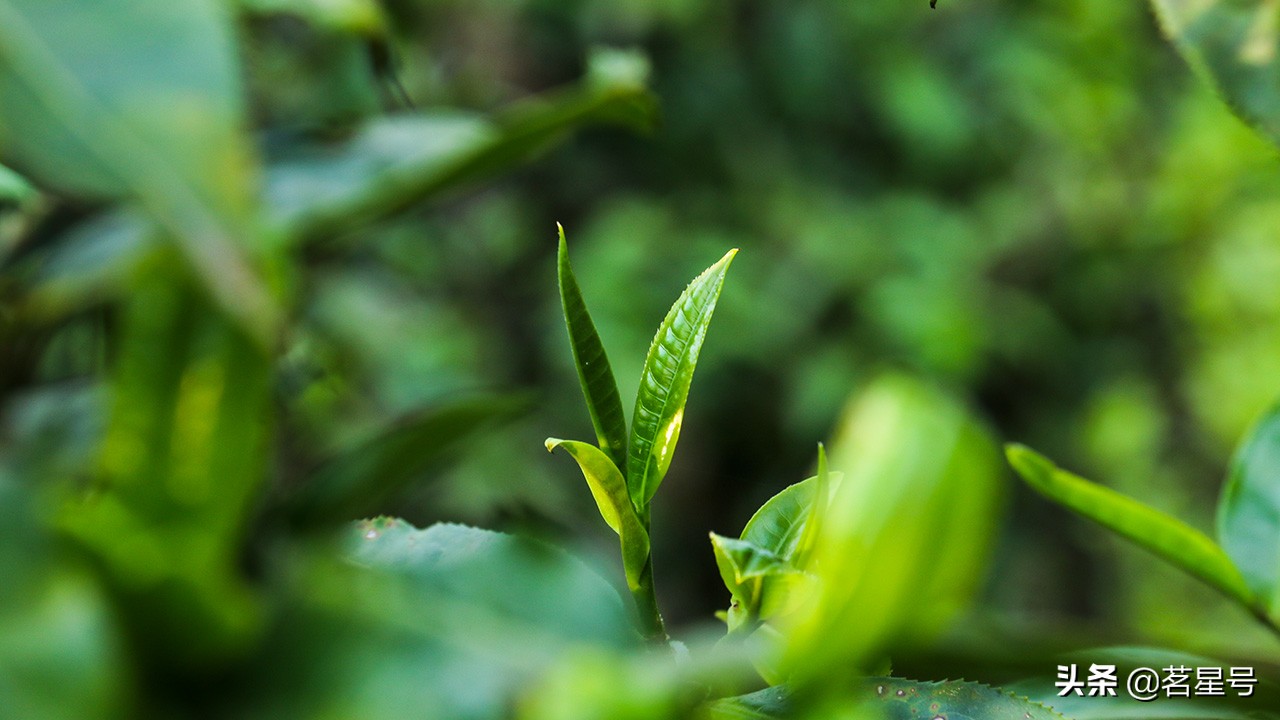 老班章古树普洱茶鉴定方法,老班章古树茶鉴别方法