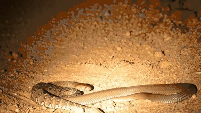 要不是因为强大的繁殖和适应能力,也许它会被天敌吃成濒危动物