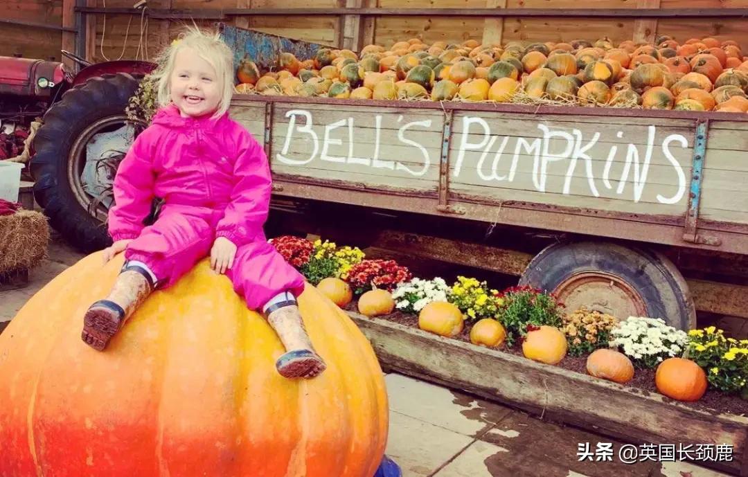 南瓜大作战任务,南瓜大作战活动攻略