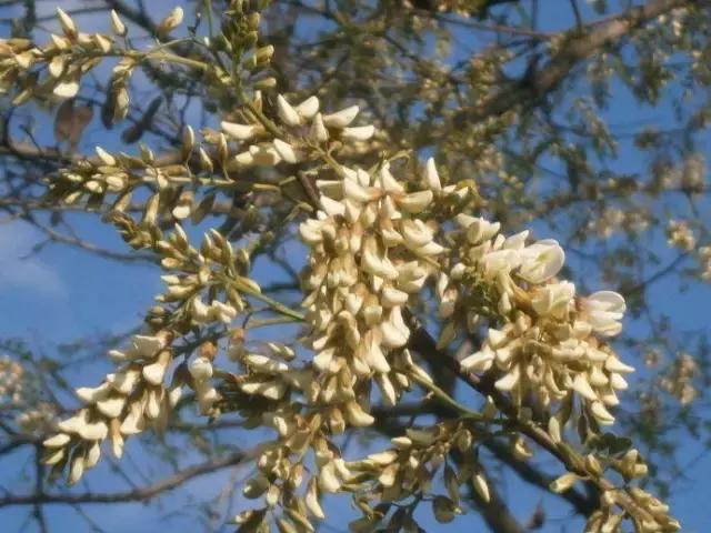 我国很多成语与植物有关,汉语成语中的植物文化