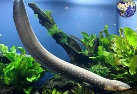 电鳗的电有多大,电鳗是如何发电的你知道吗