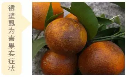锈壁虱会在5天内果子全部变黑吗,锈壁虱为害的果实怎么补救