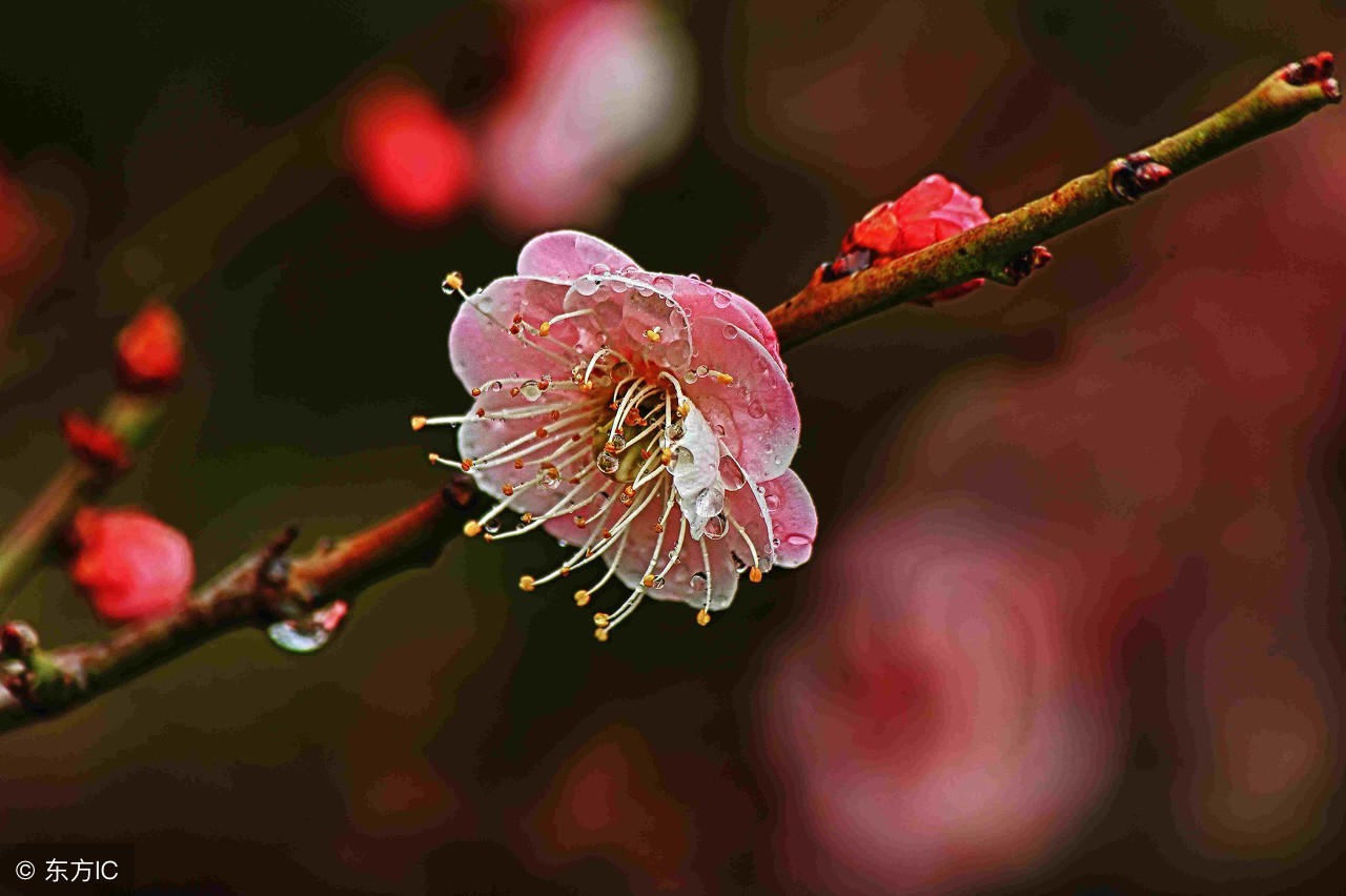 花花草草都有什么作用能治什么病,花花草草当凉茶
