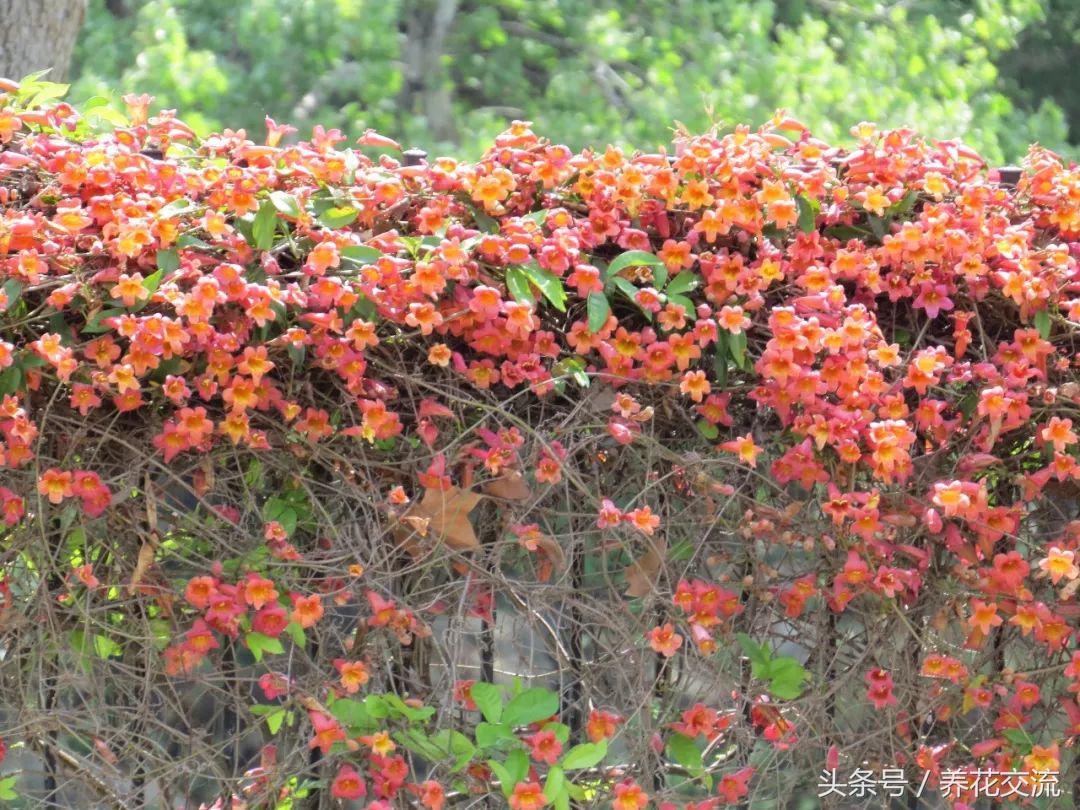 今年栽的爬藤月季,阳台种上这8种爬藤植物