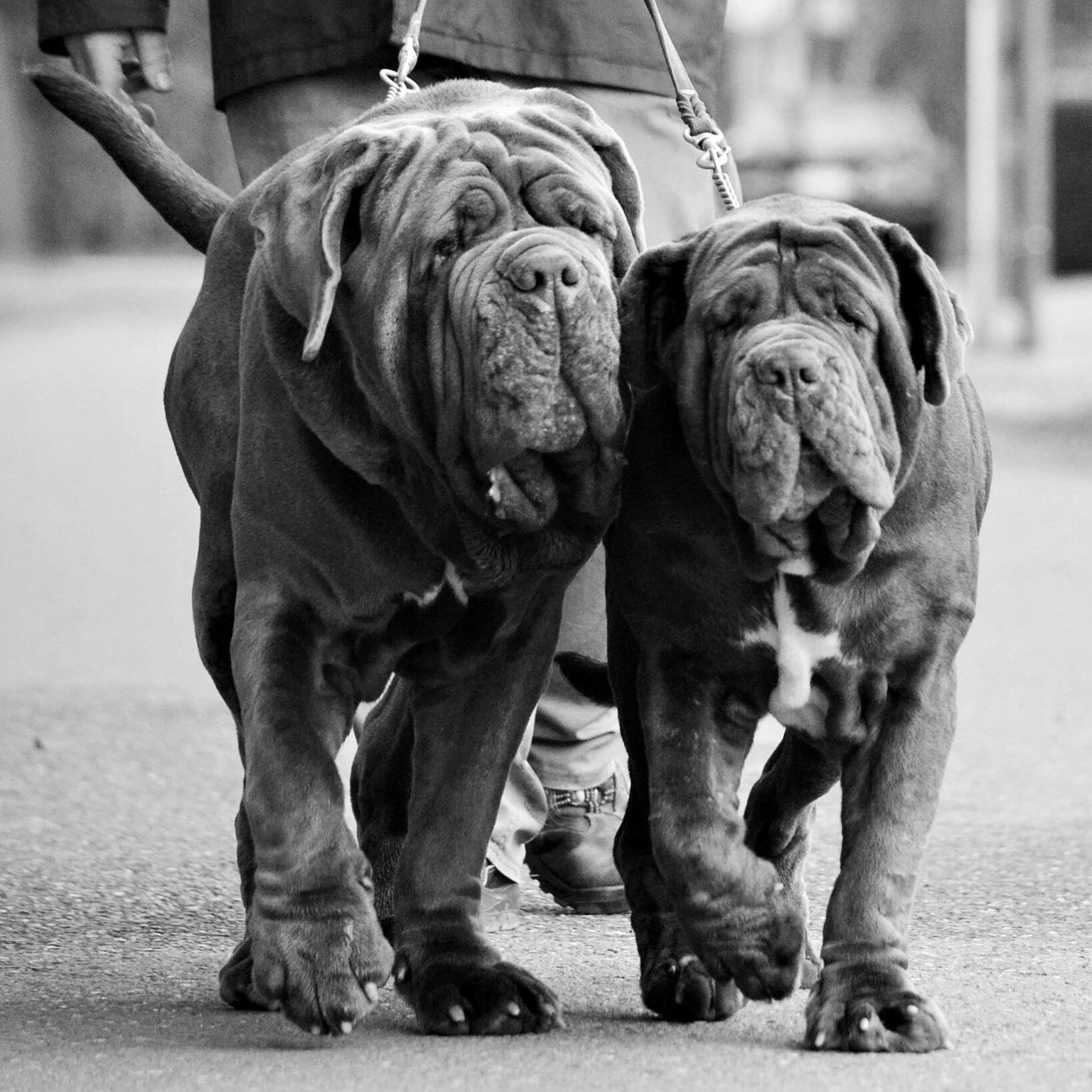 最好的十种猛犬都是哪几种,十大猛犬哪些犬对主人最真诚