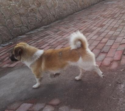 大白和大黄和大黑土狗谁厉害,土狗大黄和大黑的视频