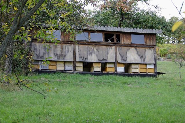 养殖蜜蜂育王技术,蜜蜂养殖育王技术方法视频