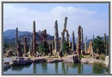 罗湖仙湖植物园,仙湖植物园植物区