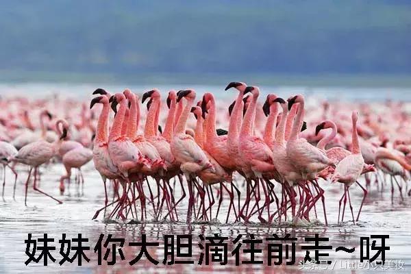 最美樱花限定单品,2022樱花限定