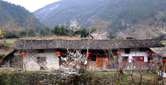 春到茶山好风光,春到安宁景醉人