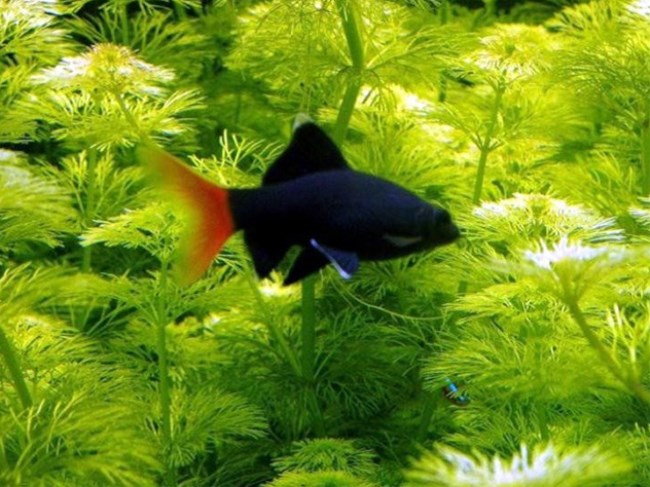 五彩缤纷绚丽多彩的观赏鱼,多彩缤纷的热带鱼图片