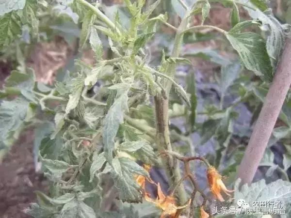 西红柿溃疡病这样防治，再得病别怨没和你说！