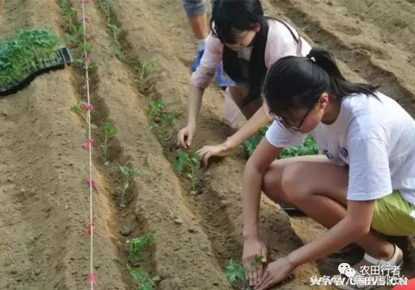 西红柿溃疡病这样防治，再得病别怨没和你说！